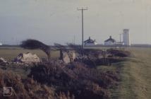 Nash Point: Landscape & Plant/tree