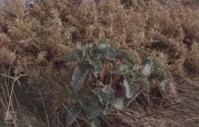 Llantwit Major: Plant/tree & Gorse