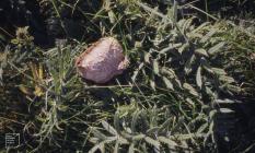 Cwm Bach: Fungi & Plant/tree