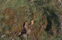 Ogmore Down: Fungi