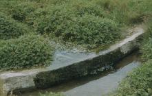 Dunraven, Southerndown: Water & Plant/tree