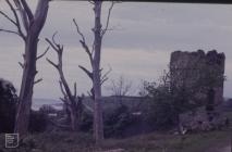 Dunraven, Southerndown: Plant/tree &...