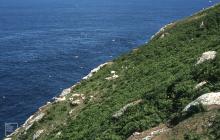 Bardsey Island: Bird & Landscape