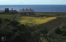 Bardsey Island: Plant/tree & History...