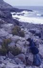 Caldey Island: Plant/tree & People