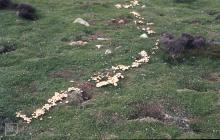 Ramsey Island: Fungi