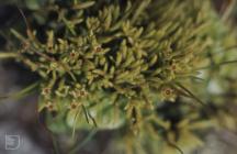 Llanerch, Breconshire: Plant/tree