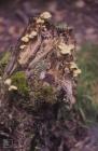 Sgwd Gwladys: Fungi