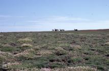 Skokholm Island: Mammal & Landscape