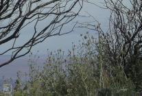 Penarth, Vale of Glamorgan: Plant/tree & Water