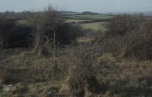 Penarth, Vale of Glamorgan: Plant/tree &...