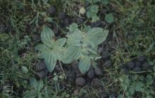 Penarth, Vale of Glamorgan: Plant/tree & Poo