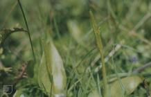 Whiteford, Gower, Swansea: Plant/tree