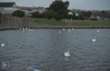 Barry, Vale of Glamorgan: Bird & Water