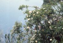 Cosmeston Lakes: Plant/tree & Water