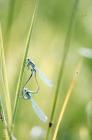 Cosmeston Lakes: Invertebrate & Plant/tree