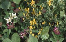 Cosmeston Lakes: Plant/tree & Trifolium medium