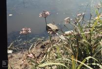 Cadoxton Pool, Barry: Plant/tree & Water