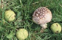 Roath Park, Cardiff: Fungi & Plant/tree