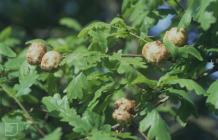 Lisvane, Cardiff: Plant/tree & Invertebrate