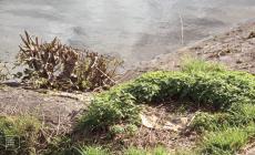 Lisvane Reservoir, Cardiff: Plant/tree & Bird