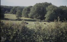 Lisvane Reservoir, Cardiff: Landscape & Mammal