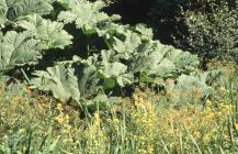 Cefn Onn, Cardiff: Plant/tree & Mimulus