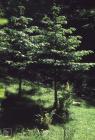 Cwm Car: Plant/tree & Landscape