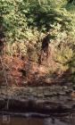 Nant Wern Ddu: bird & Landscape