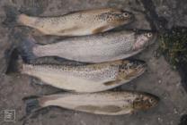 Neuadd Reservoir, Brecon Beacons : Fish