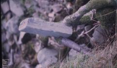 Pentwyn Reservoir: Plant/tree & Geology