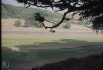 Pentwyn Reservoir: Plant/tree & Landscape