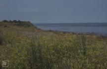 Cardiff Docks, Cardiff: Plant/tree & Landscape