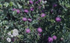 Cardiff Bay, Cardiff: Plant/tree & Yarrow