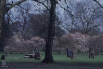 Bute Park, Cardiff : Plant/tree & Landscape