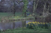 Bute Park, Cardiff : Plant/tree & Water