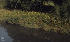 Llandaff, Cardiff: Plant/tree & Landscape