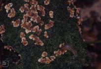 Allt y Rhiw, Blackmill: Fungi & Invertebrate