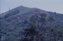 Craig yr Allt: Landscape & Plant/tree