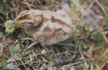 Bulwarks Quarry, Porthkerry: Bird