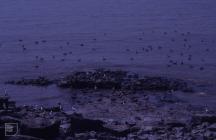 Flat Holm : Bird & Water