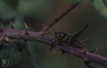 Flat Holm : Invertebrate & Orthoptera