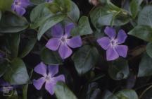 Brean down: Plant/tree