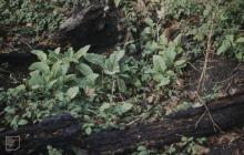 Mountain Ash: Plant/tree & bramble