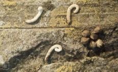 Dare Valley Country Park, Cwmdare: Bird & Dung