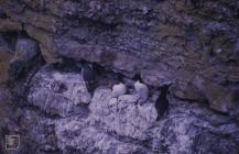 Puffin Island, Anglesey : Bird & Razorbill