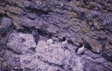 Puffin Island, Anglesey : Bird & Guillemot