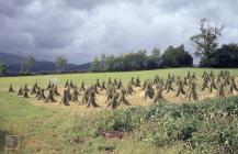 Dolgellau: Plant/tree & Landscape