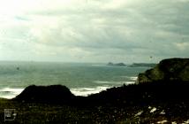 Gower Coast NT Reserve: Plant/tree & landscape