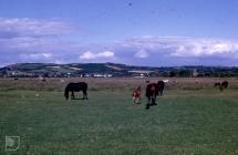 Burry Estuary: Ponies & Landscape